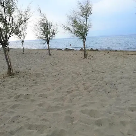 Starcevica *